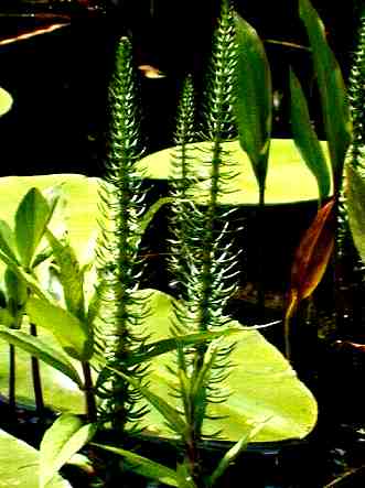 HIPPURUS